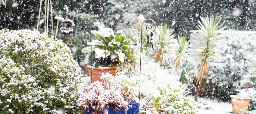 L'hivernage des plantes gelives